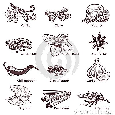 Hand drawn spices. Sketch cooking ingredient vanilla and cinnamon, black pepper and garlic, cardamom, nutmeg. Clove Vector Illustration