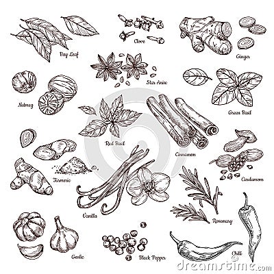 Hand drawn spices. Vanilla and pepper, cinnamon and garlic. Sketch kitchen herbs isolated vector set Vector Illustration