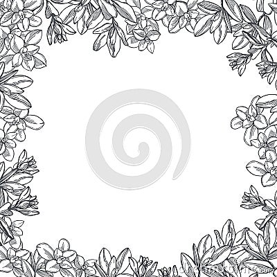 Marjoram. Vector background with spicy herbs Vector Illustration