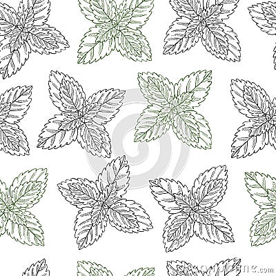 Hand drawn spicy herbs.Peppermint. Vector seamless pattern Vector Illustration