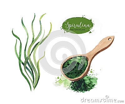 Hand drawn spirulina seaweed powder. Isolated Spirulina algae and powder drawing on white background Cartoon Illustration