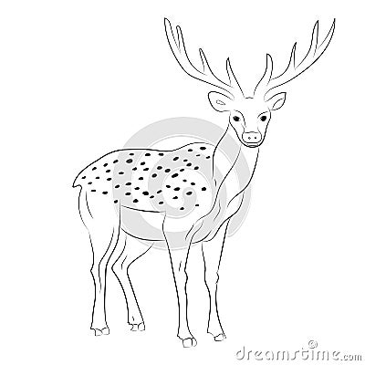 Hand Drawn Spotted Reindeer. Sketch Cute Deer on White Vector Illustration