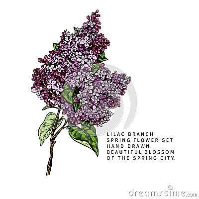 Hand drawn spring blossom. Vector lilac branch. Elegant sringtime flowers. Vintage engraved colored art. Modern and Vector Illustration