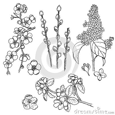 Hand Drawn Spring Natural Collection Vector Illustration