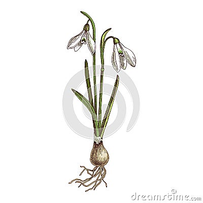 Hand drawn spring snowdrop flower. Vector Illustration