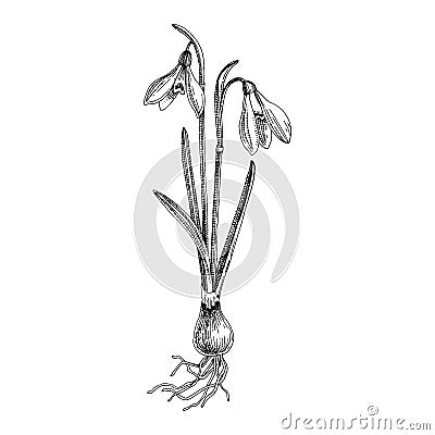 Hand drawn spring snowdrop flower. Vector Illustration