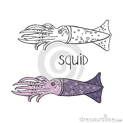 Hand drawn squid black and white and color isolated on white background. Vector squid Vector Illustration