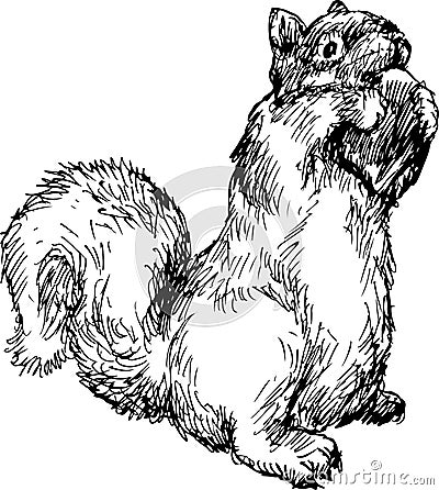 Hand drawn squirrel Vector Illustration