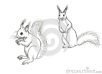 Hand drawn squirrel Stock Photo