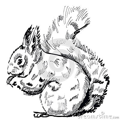 Hand drawn squirrel on a white background. Vector Vector Illustration