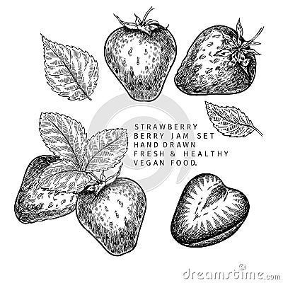 Hand drawn strawberry branch, leaf and berry. Engraved vector illustration. Agricultural plant. Summer harvest, jam or Vector Illustration