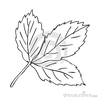 Hand drawn strawberry leaf in freehand retro style. Perfect for stickers, cards, print. Isolated vector illustration Vector Illustration
