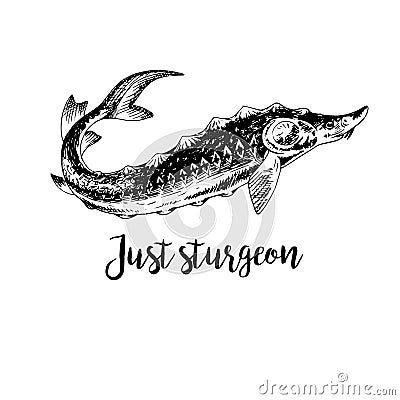 Hand drawn sturgeon. Vector Illustration