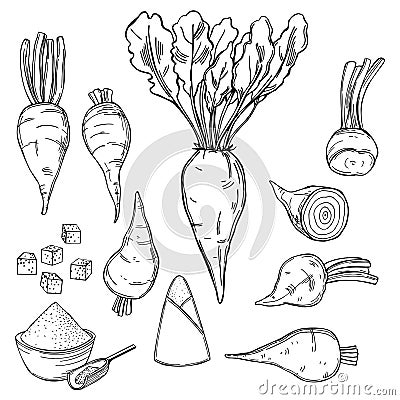 Sugar beet. Vector illustration Vector Illustration