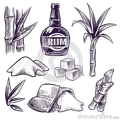 Hand drawn sugar cane. Sugarcane sweet leaves, sugar plant stalks, farm harvest, rum glass and bottle. Vintage engraving Vector Illustration