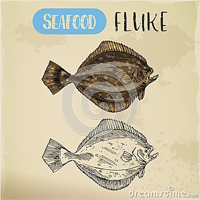 Sketch of fluke or summer flounder Vector Illustration