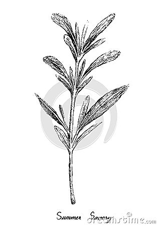 Hand Drawn of Summer Savory on White Vector Illustration