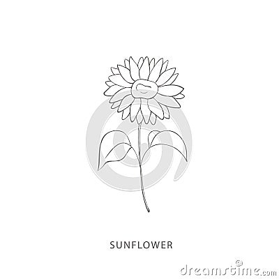 Hand drawn sunflower. Plant design elements. Vector Illustration