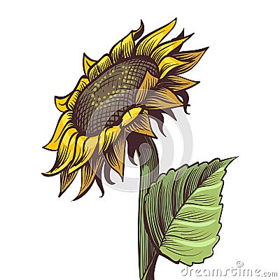 Hand drawn sunflower. Yellow wildflower in sketch style, sunny blossom with black seeds leaves and petals colored Vector Illustration
