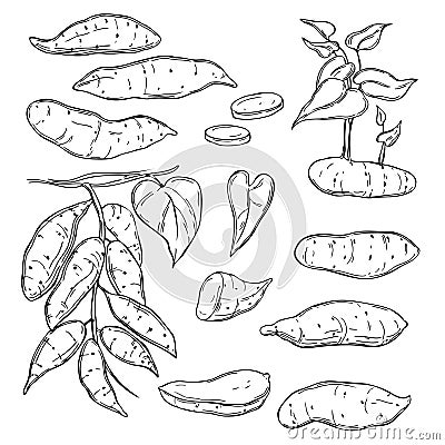 Hand drawn sweet potato. Vector illustration Vector Illustration