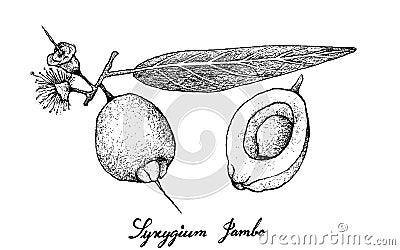 Hand Drawn of Syzygium Jambos Fruits on White Background Vector Illustration
