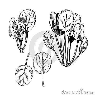 Hand drawn tatsoi or tat choy. Vector illustration Vector Illustration