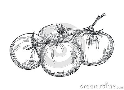 Hand drawn tomato over white background Vector Illustration