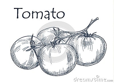 Hand drawn tomato over white background Vector Illustration