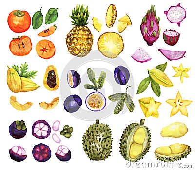 Hand drawn tropic fruit set Cartoon Illustration