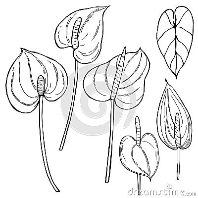 Hand drawn tropical flowers.Anthurium.Vector sketch illustration Vector Illustration