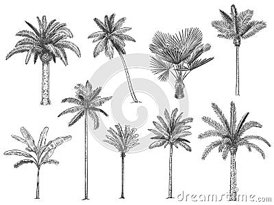 Hand drawn tropical palm trees. Vector set Vector Illustration