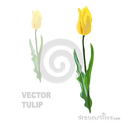 Hand drawn tulip Vector Illustration