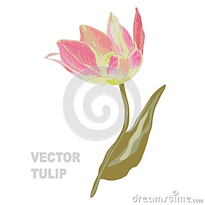 Hand drawn tulip Vector Illustration