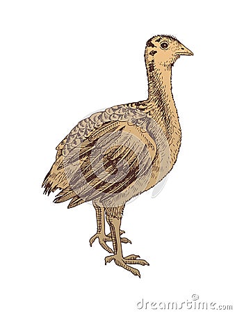 Hand drawn turkey nestling Vector Illustration