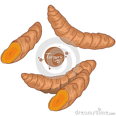 Hand drawn turmeric root, spicy ingredient, turmeric logo, healthy organic food, spice turmeric isolated on white background Vector Illustration