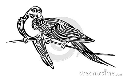 Hand drawn two lovebird parrots outline sketch. Vector bird black ink drawing isolated on white background. Graphic animal Vector Illustration