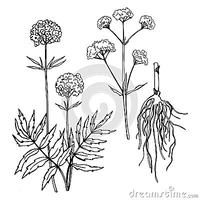 Valerian Leaf, root and flower. Vector Illustration