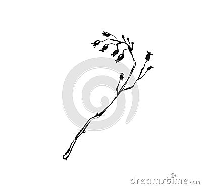 Hand drawn vector abstract artistic ink textured graphic sketch drawing illustration of rustic spring flower branch Vector Illustration
