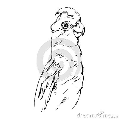Hand drawn vector abstract graphic ink realistic tropical parrot illustration isolated on white background.Design for Vector Illustration