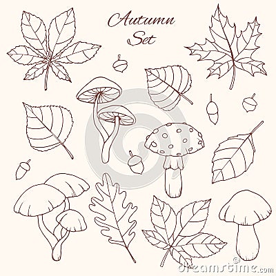 Hand drawn vector autumn set with oak, poplar, beech, maple, aspen and horse chestnut leaves, acorns and mushrooms line art Vector Illustration