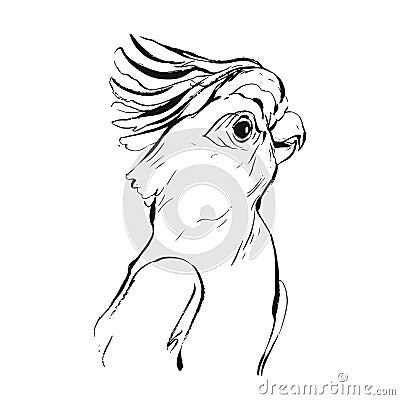 Hand drawn vector brush drawing graphic ink realistic tropical parrot sketch isolated on white background.Design for Vector Illustration