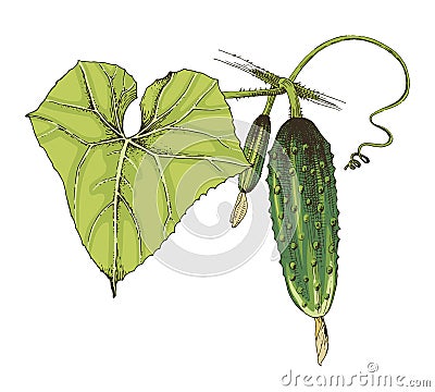 Hand drawn vector cucumber branch Vector Illustration