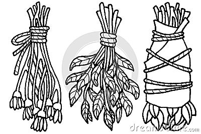 Hand drawn vector element. Outline illustration for magic, aroma ceremony & herbal medicine. Cartoon Illustration