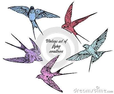 Hand drawn vector flying swallows vintage set Vector Illustration