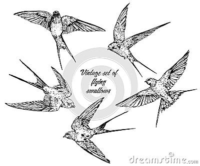 Hand drawn vector flying swallows vintage set Vector Illustration