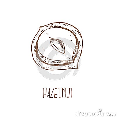 Hand drawn vector hazel nuts forest illustration Vector Illustration