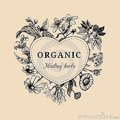 Hand drawn vector herbs. Officinalis, medicinal, cosmetic plants sketched illustration. Vintage floral card or poster. Vector Illustration