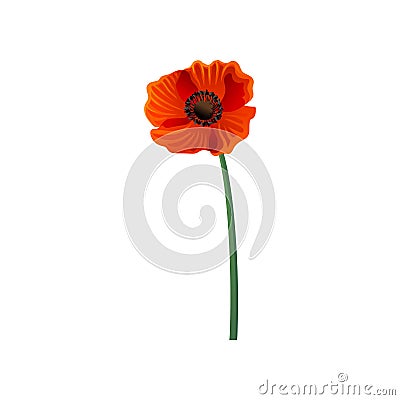 Hand drawn vector icon of blooming poppy with bright red petals and long green stem. Nature theme. Element for postcard Vector Illustration