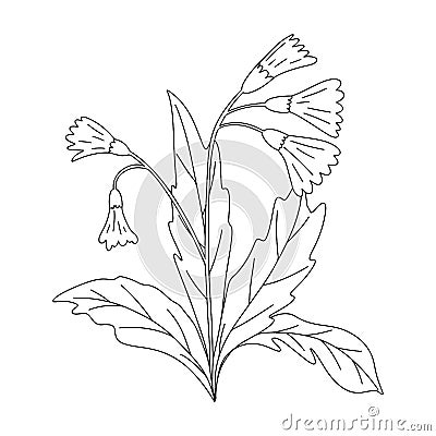 Hand drawn vector illustration of blooming meadow wildflower. Primula veris in doodle style. Logo design element for Cartoon Illustration