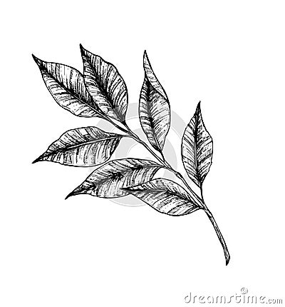 Hand drawn vector illustration - branch with leaves. Vector Illustration